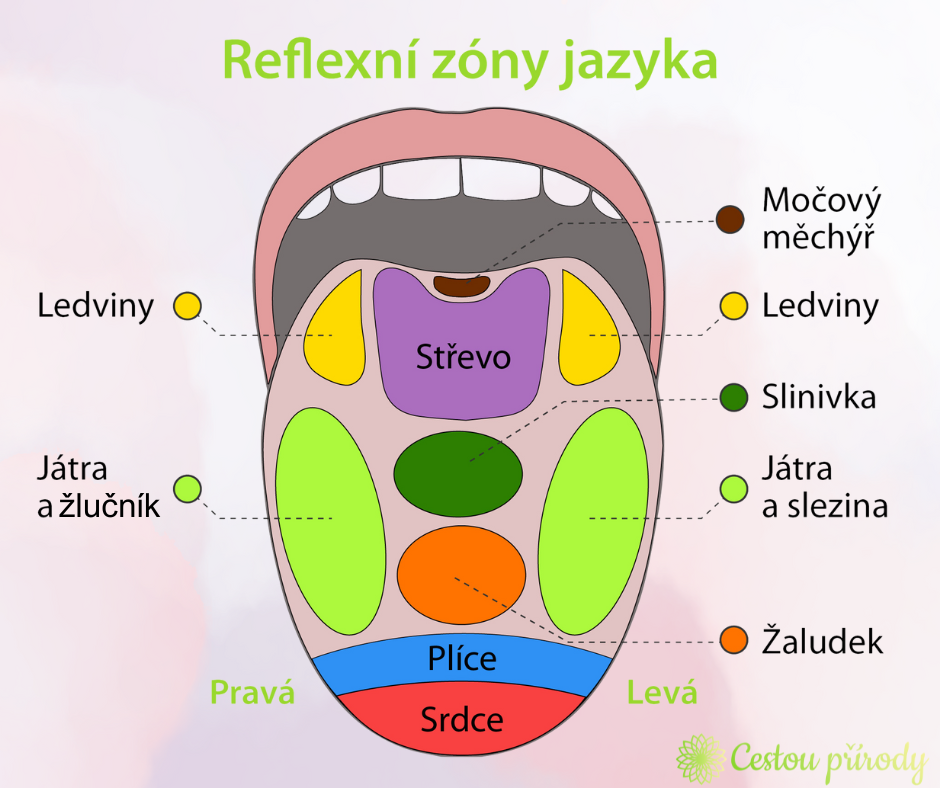 Reflexní zóny jazyka - cestouprirody.eu